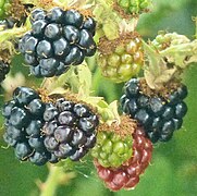 Blackberries (Rubus) only some varieties