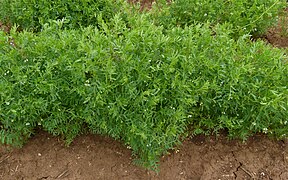 Lentils (Vicia culinaris)