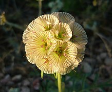 Lomelosia stellata (Starflower)