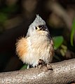 45 Tufted titmouse fluffed up (46418)crop uploaded by Rhododendrites, nominated by Rhododendrites,  13,  0,  0