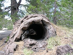 A pietracannone or petrified tree near Rifugio de Monte Baracca, Sicily