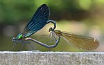 Thumbnail for File:Calopteryx virgo copulating.jpg