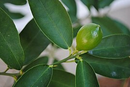 Limequats (Citrus × floridana)