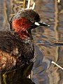 WWT London Wetland Centre, Barnes