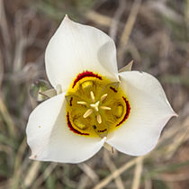 Sego lily