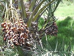 Dates (Phoenix dactylifera)