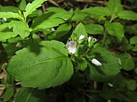 Veronica japonensis