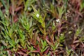 Veronica scutellata