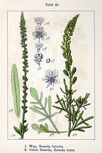 1: R. luteola. 2: R. lutea