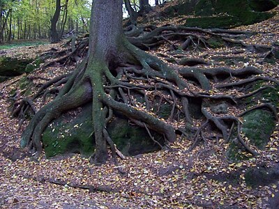 Mšeno, Picea roots, 2010