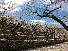 Ametllers florits al pla de Petracos, Castell de Castells.jpg