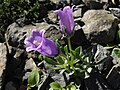 Campanula alpestris habitus