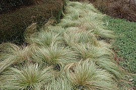 Carex comans (New Zealand Sedge 'Frosted Curls')