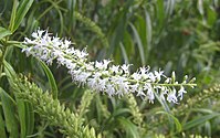 Veronica stricta (Hebe stricta)