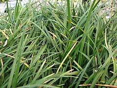 Ophiopogon japonicus (Mondo Grass)