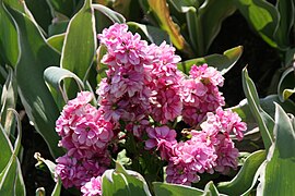 Matthiola incana (Tenweeks Stock, Hoary Stock)