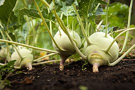 Kohlrabi (Category:Brassica oleracea var. gongylodes)