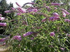 Buddleja davidii (Butterfly Bush)