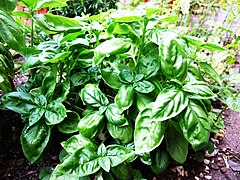 Sweet Basil (Ocimum basilicum)