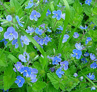 flowering group of plants