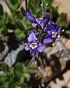 Veronica copelandii