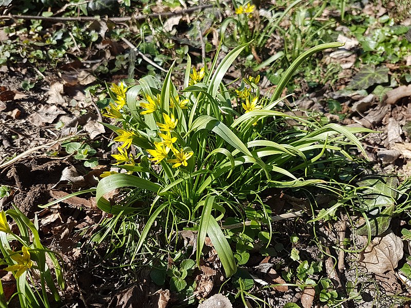 File:Gagea lutea sl21.jpg