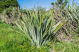 Phormium colensoi