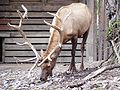 subspecies manitobensis, at the Prague ZOO