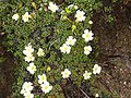 Diapensia lapponica イワウメ