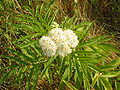 Sambucus ebulus: flowers