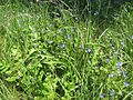 en: Flowers in the Landschaftswiesen