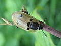 Thumbnail for File:Dendroxena quadrimaculata (Matthieu Gauvain).jpg