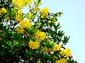 Rhododendron luteum