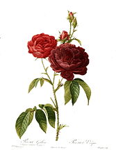 Redouté: Rosa gallica purpuro-violacea magna, 1824