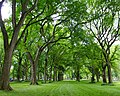 Central Park Greenery