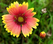 Gaillardia pulchella (Indian Blanket)