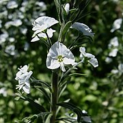 Veronica gentianoides