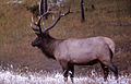 Yellowstone Digital Slide File Home Page archive copy at the Wayback Machine - Elk archive copy at the Wayback Machine