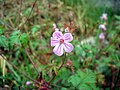 Geranium robertianum