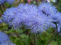 Ageratum houstonianum (Flossflower, Bluemink)