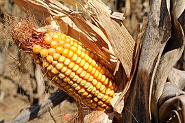 Corn, Maize (Zea mays L. ssp. mays)