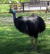 Cassowary (1).jpg