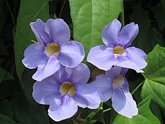 Thunbergia grandiflora (Blue Sky Vine, Bengal Clockvine)