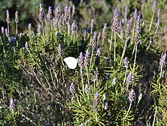 Lavandula dentata (French Lavender)