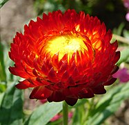 Helichrysum bracteatum (Straw Flower)