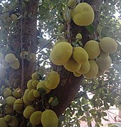 Jackfruits