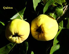 Quinces (Cydonia oblonga)