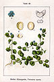 Veronica opaca vol. 10 - plate 49 in: Jacob Sturm: Deutschlands Flora in Abbildungen (1796)