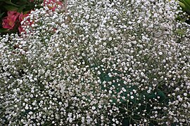 Gypsophila elegans (Babys Breath)