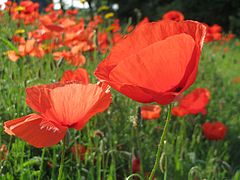 Papaver rhoeas (Shirley Poppy)